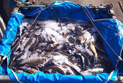 かすみがうら水揚げ後の鯉