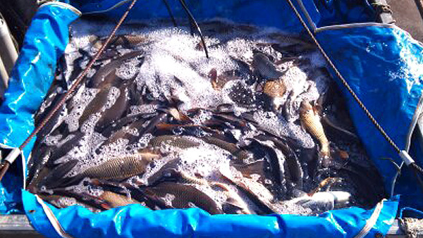霞ヶ浦で養殖された脂ののった極上の活鯉