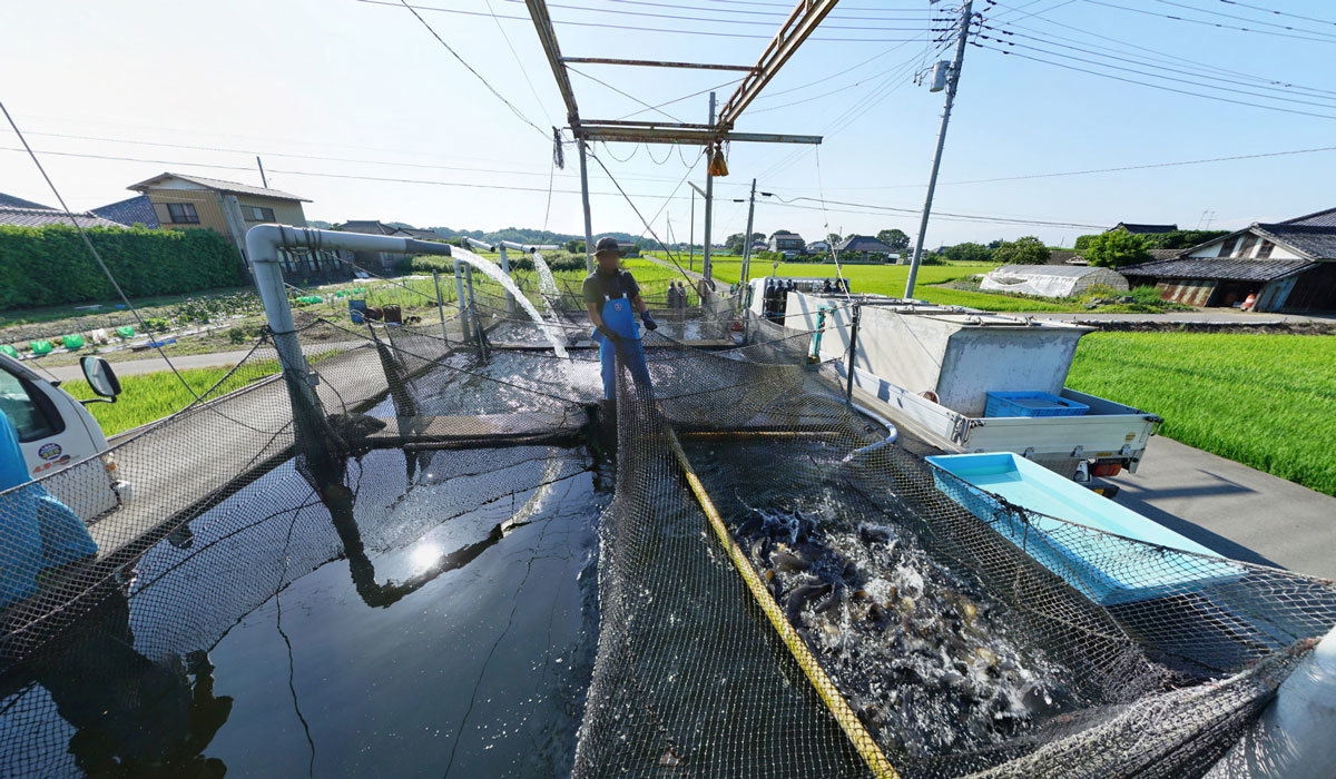 鯉の出荷の様子のVRツアー：茨城県かすみがうら市山野水産