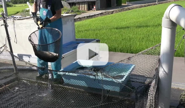 鯉の出荷動画：茨城県かすみがうら市山野水産
