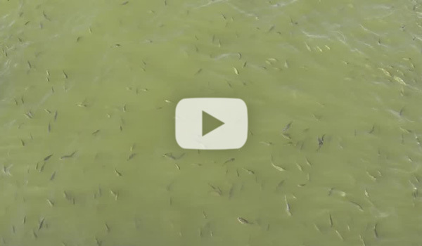 鯉の稚魚と霞ヶ浦養殖場の動画：茨城県かすみがうら市山野水産