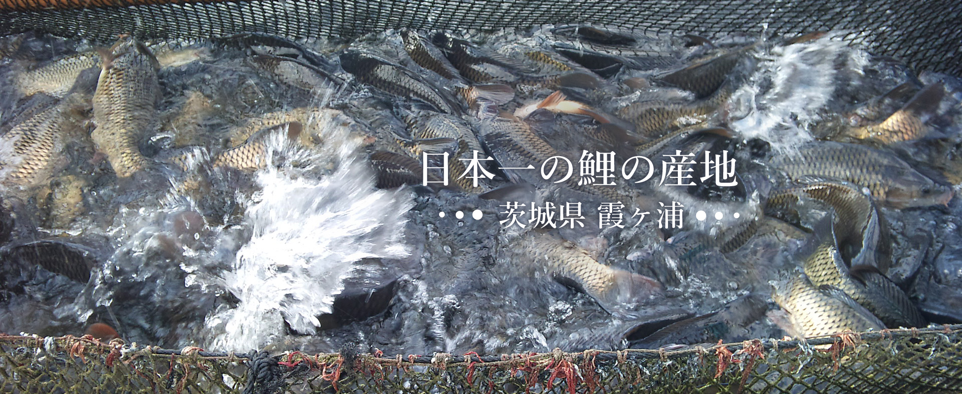 日本一の食用鯉の産地：茨城県霞ヶ浦